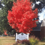 Fall tree by Tom Dow